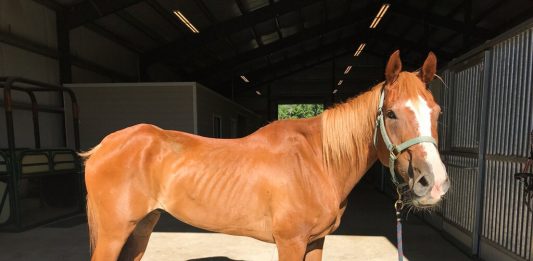 Bruno, also known as "Brutus," a 22-year-old Appaloosa gelding that was rescued from a Wilmington farm in mid-July. (Port City Daily photo/Courtesy Horton's Rehab Ranch)
