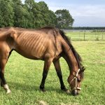 One of seven horses rescued from the Woody family's farm in Wilmington last month. (Port City Daily photo/Courtesy Horton's Rehab Ranch)