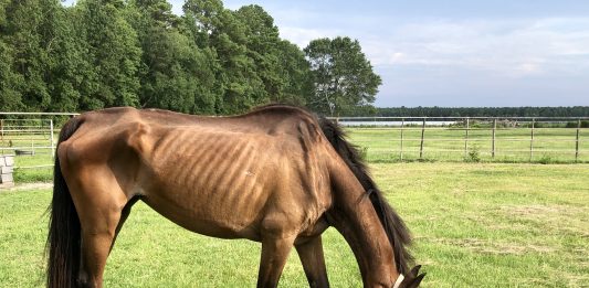 One of seven horses rescued from the Woody family's farm in Wilmington last month. (Port City Daily photo/Courtesy Horton's Rehab Ranch)