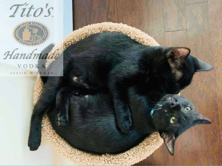 Bandit and Sparky, a bonded pair of kittens, enjoy giving one another a bath. (Port City Daily photo / Samira Davis)