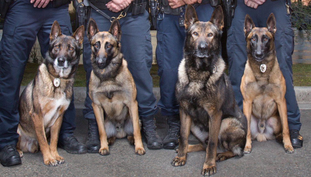 The Wilmington Police Department's K9 officers will be featured on an upcoming show on A&E. (Port City Daily/Courtesy WPD)