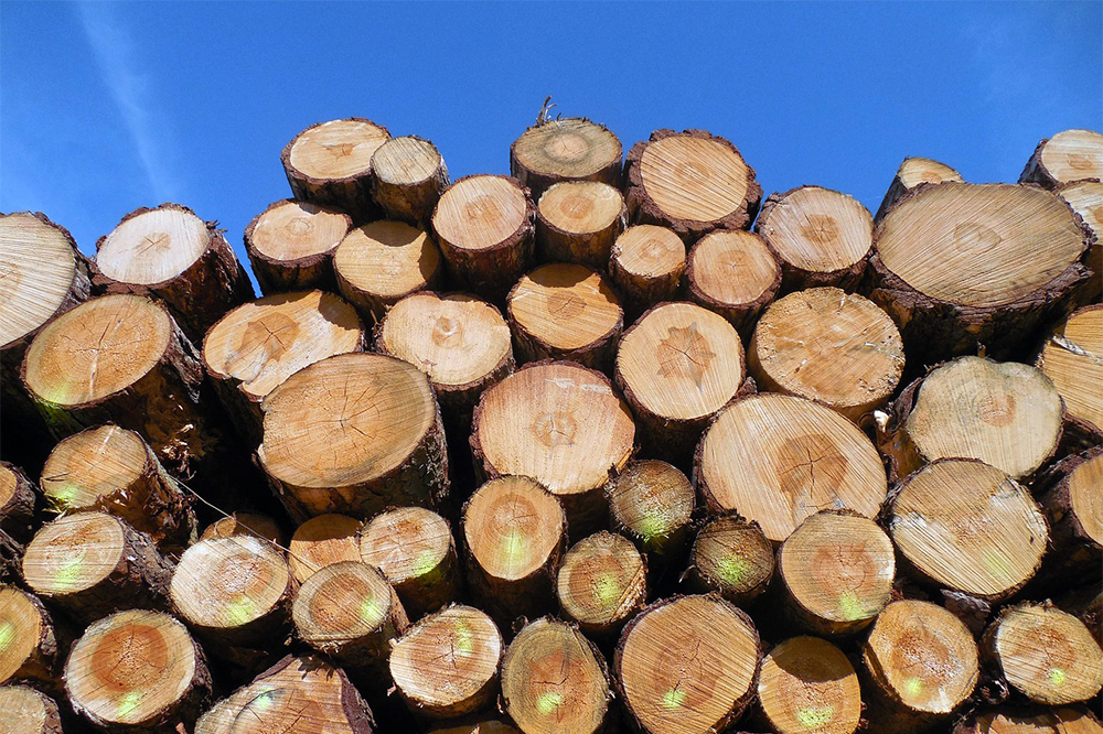 Methyl bromide is used to kill insects and pests present in logs before being exported to foreign markets. (Port City Daily/File photo)