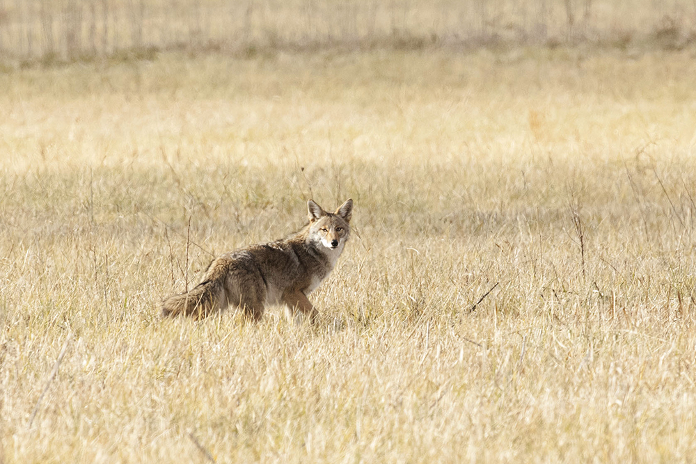 Coyotes will be trapped and euthanized on Bald Head Island between January and February 2020 due to the species' reported consumption of endangered sea turtle eggs. (Port City Daily photo/Courtesy N.C. Wildlife Resources Commission)