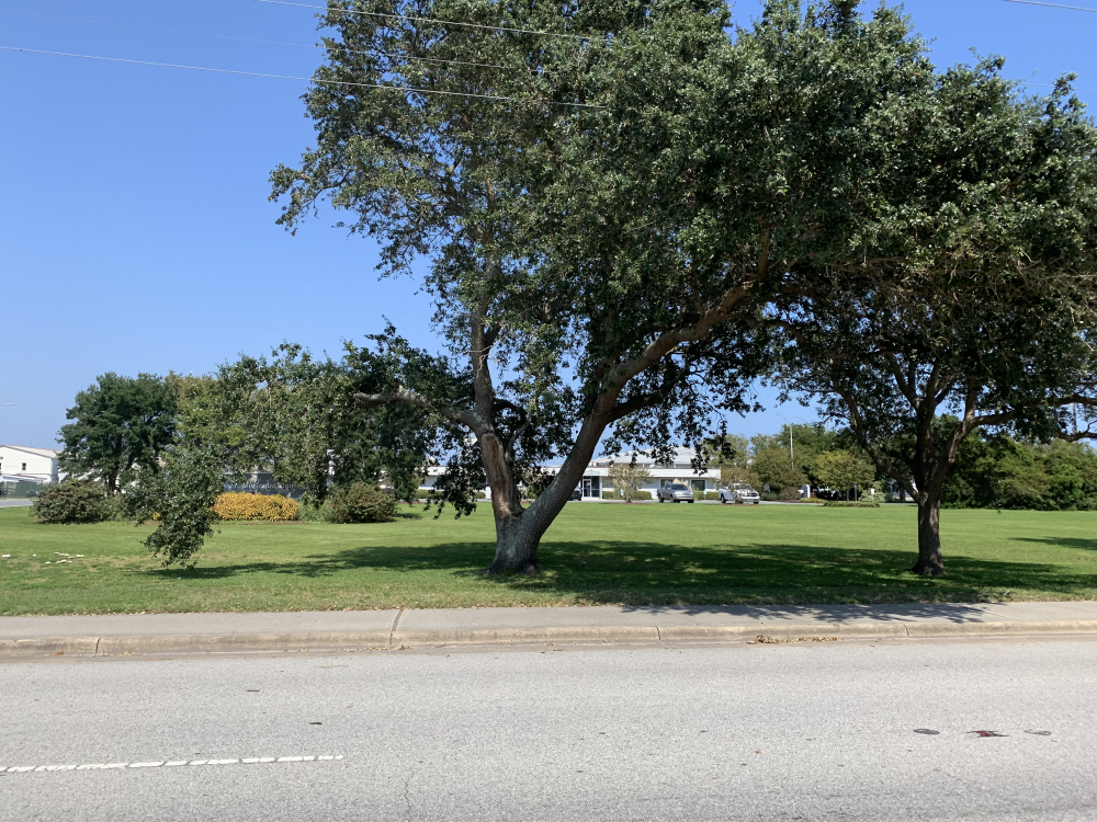Oak trees line the streets of Wrightsville Beach, but some have been damaged and are in need of repair (Port City Daily/Michael Praats)