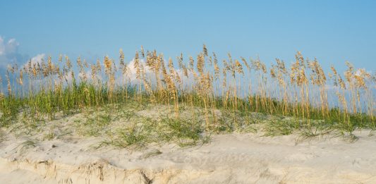 The undeveloped south end of Topsail Island several weeks after Hurricane Dorian passed just offshore North Carolina's coast. (Port City Daily photo/Mark Darrough)