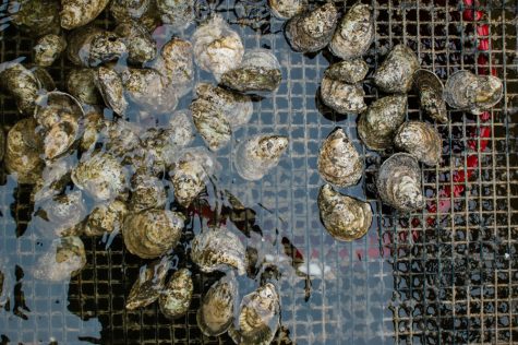 The DEQ found that North Carolina oysters, pictured here, were not consumed by the Cary man who died from the bacteria. (Port City Daily photo/Mark Darrough)