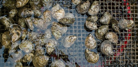 The DEQ found that North Carolina oysters, pictured here, were not consumed by the Cary man who died from the bacteria. (Port City Daily photo/Mark Darrough)