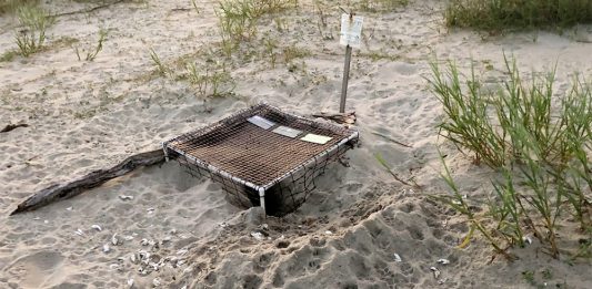 Total net loss pictured from coyote sea turtle nest predation this nesting season on Bald Head Island, with destroyed eggs scattered outside the Bald Head Island Conservancy's plastic cage. (Port City Daily photo/Courtesy Bald Head Island Conservancy)