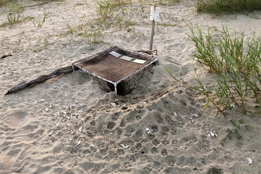 Total net loss pictured from coyote sea turtle nest predation this nesting season on Bald Head Island, with destroyed eggs scattered outside the Bald Head Island Conservancy's plastic cage. (Port City Daily photo/Courtesy Bald Head Island Conservancy)
