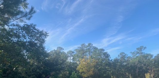 A largely wooded area in Porters Neck is the site of a proposed residential development with hundreds of apartments as well as single-family and duplex units. (Port City Daily photo / Benjamin Schachtman)