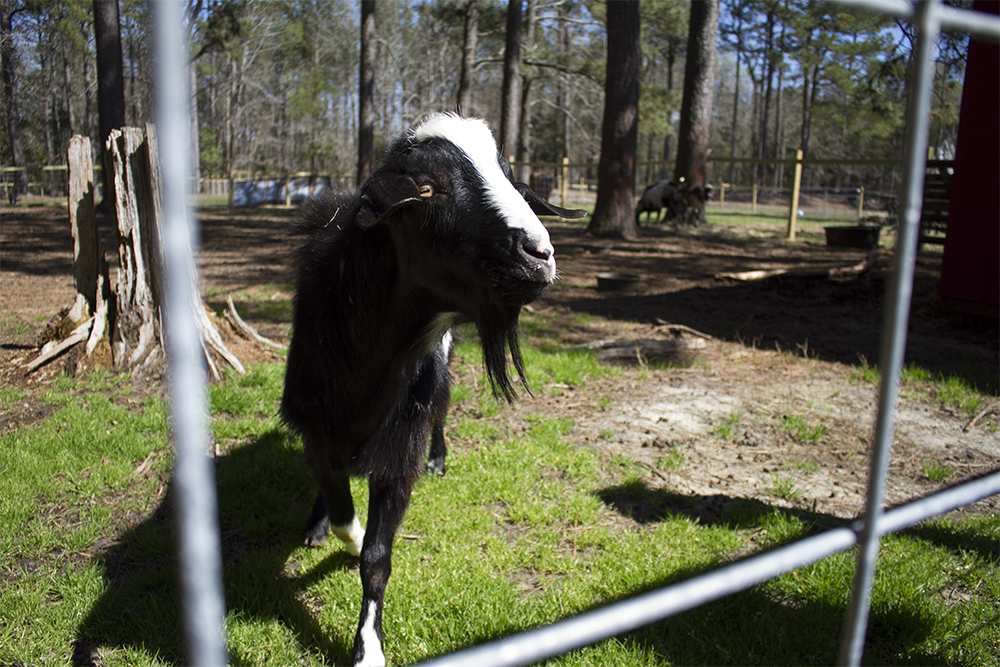 A goat approaches the fence at Perryman Farm and Seafood in Hampstead. (Port City Daily photo/Johanna F. Still)
