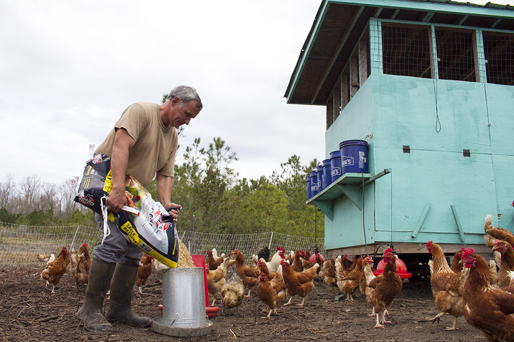 David Borkowski dumps grain into a feeder at his farm in Holly Ridge. (Port City Daily photo/Johanna F. Still)