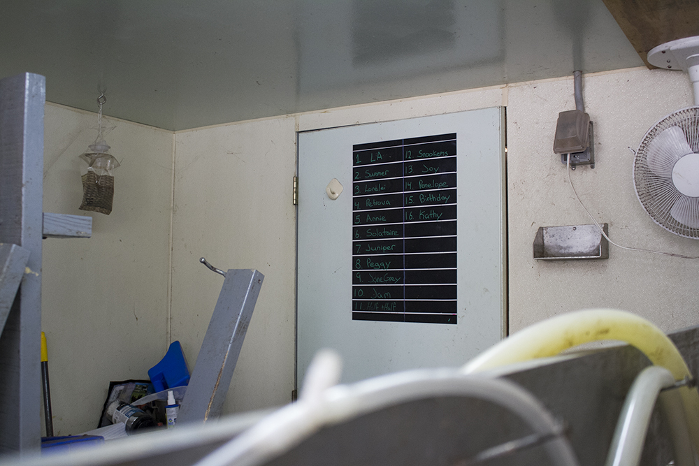James Perryman keeps track of his goat's milk production on a chalkboard in the milking room at Perryman Farm and Seafood in Hampstead. (Port City Daily photo/Johanna F. Still)