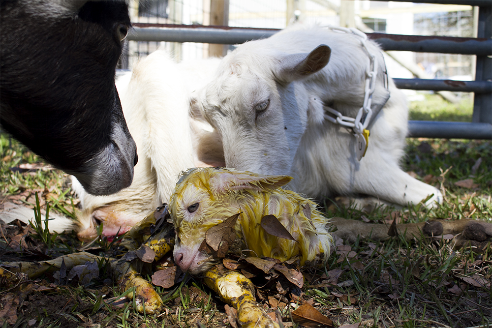 A goat born just minutes earlier prepares to take its first steps at Perryman Farm and Seafood in Hampstead. (Port City Daily photo/Johanna F. Still)