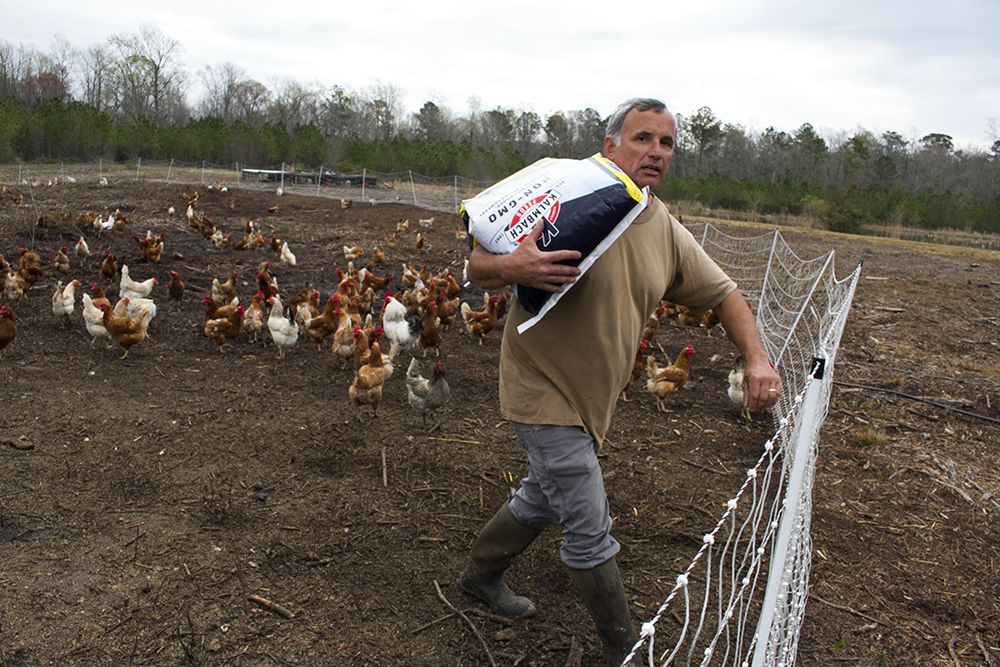 David Borkowski carries grain to feed his laying hens at his farm in Holly Ridge. (Port City Daily photo/Johanna F. Still)