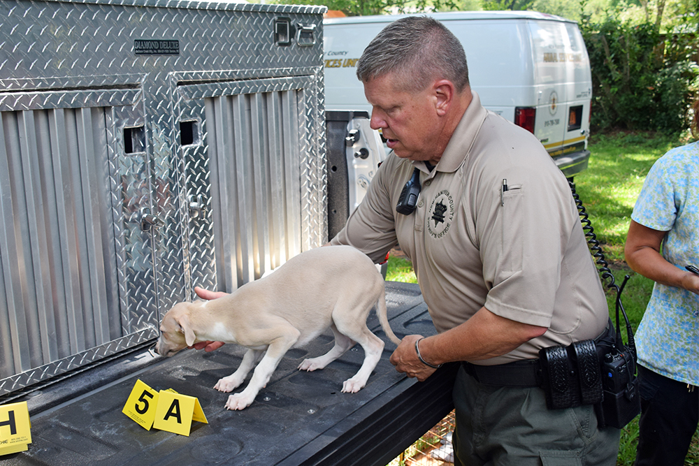 Animal adoptions have been temporarily suspended due to the coronavirus. (Port City Daily photo/Courtesy NHCSO)
