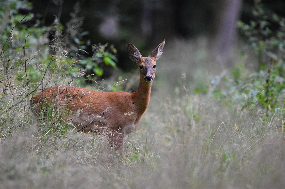 Deer make up a majority of the state's vehicle-animal crashes, which have seen an uptick in recent years, according to NCDOT. (Port City Daily photo/File)
