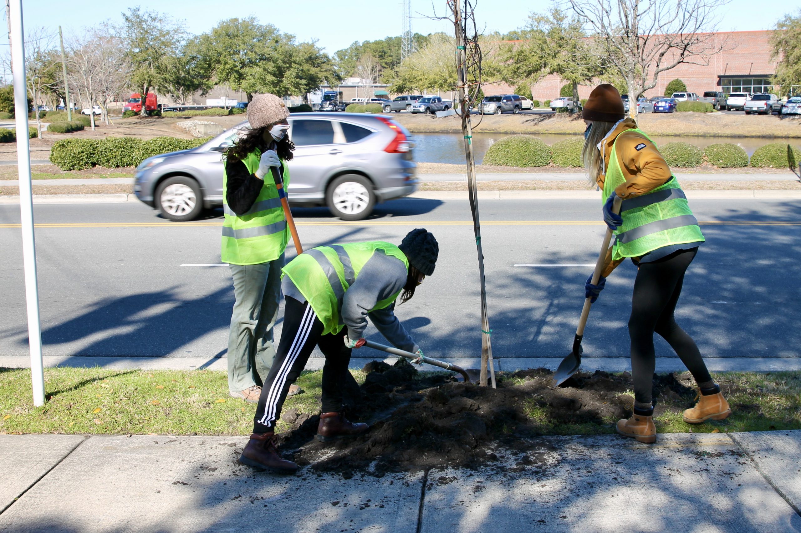 trees on racine drive (Port City Daily photo/Alexandria Sands)