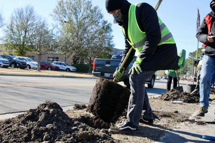 trees on racine drive (Port City Daily photo/Alexandria Sands)