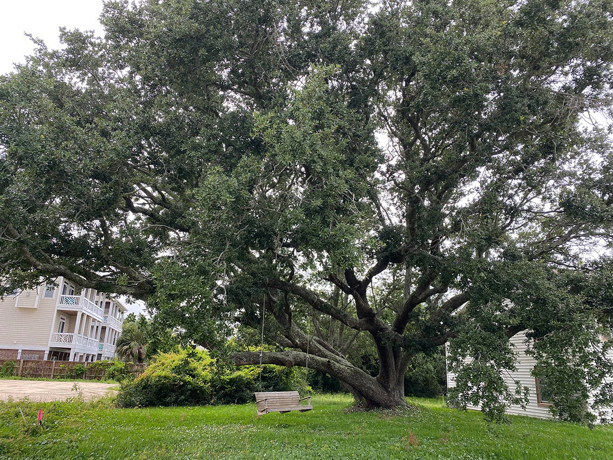 A petition to save a large live oak on a small Ocean Blvd. lot on Carolina Beach set to be removed has attracted more than 1,300 signatures. (Port City Daily photo/Courtesy Britt Evans)
