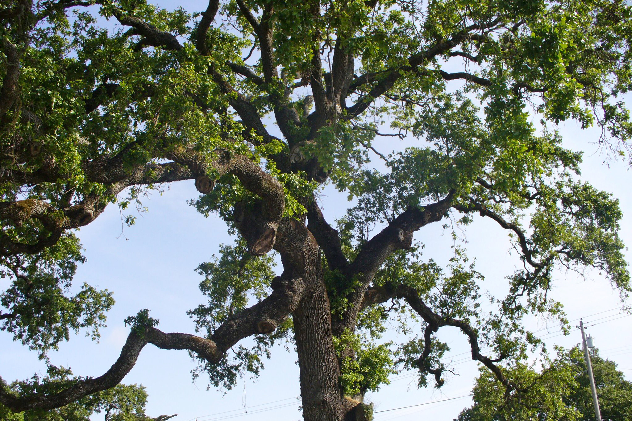 Carolina Beach Town Council will once again revisit the possibility of developing a tree ordinance. (Port City Daily photo/Courtesy Jack Snell)
