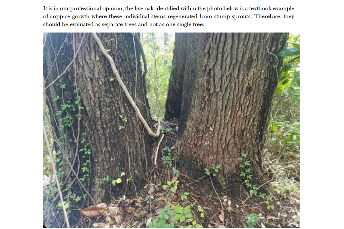 The conclusion of the consultant's report was that the oak was two individual trees that sprouted from a stump. (Courtesy/New Hanover County)