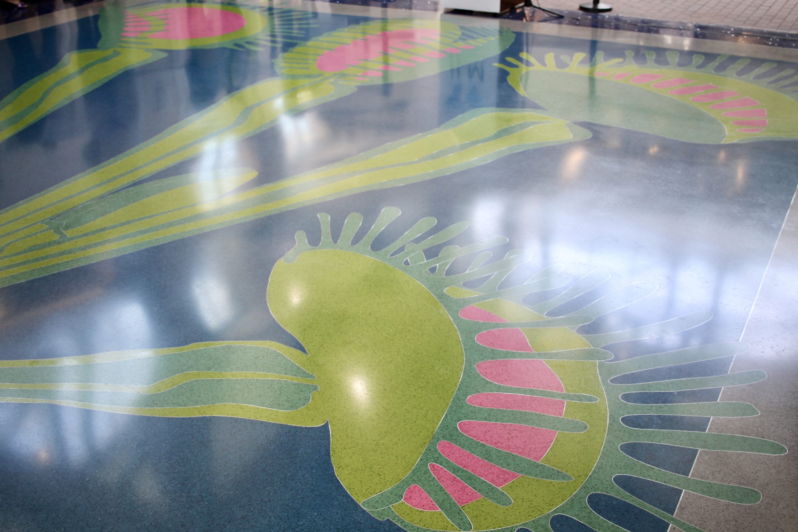 Wilmington native Venus flytrap showcased in ILM airport through