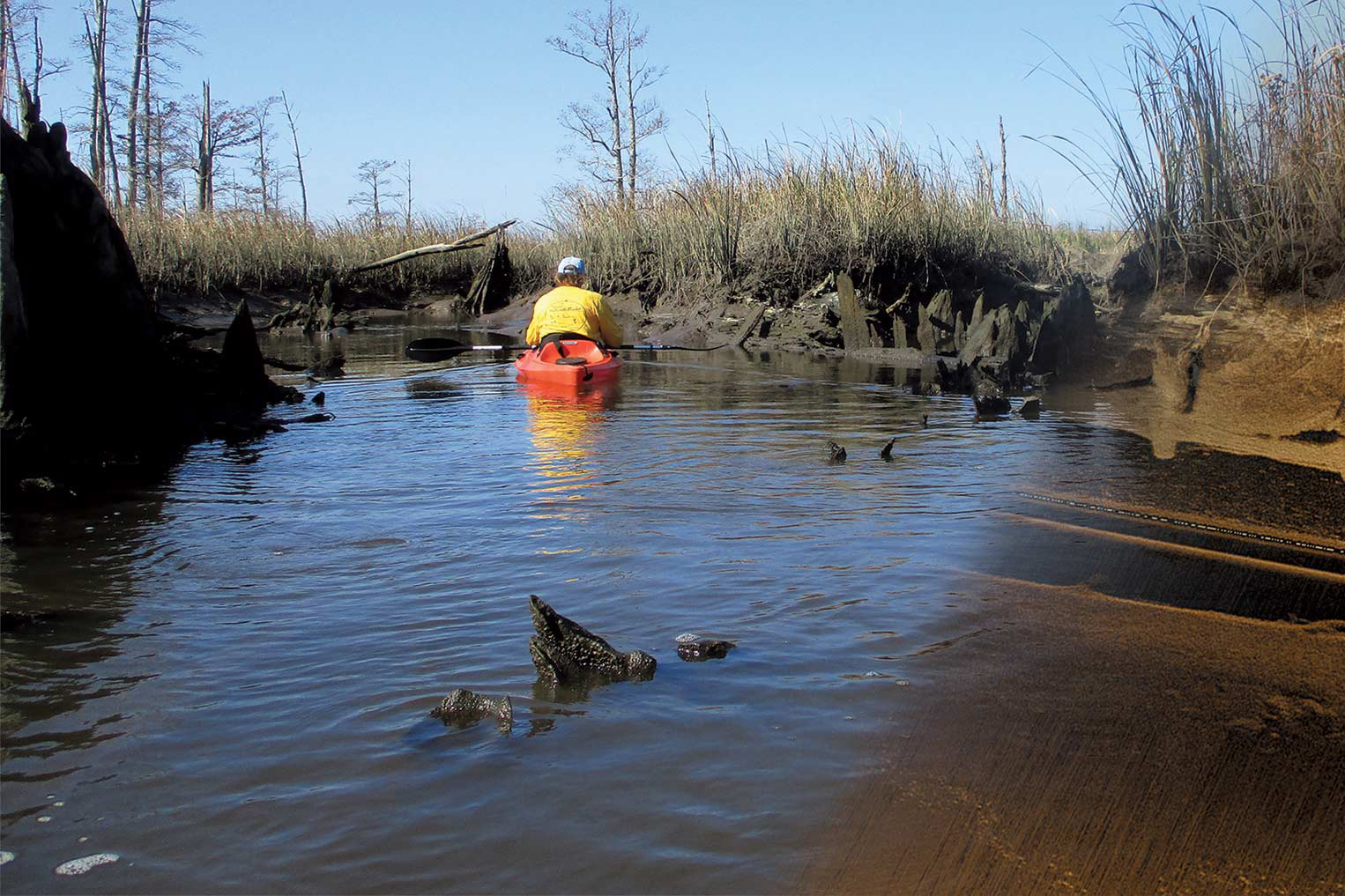 West bank development, climate change threaten newly discovered Gullah ...