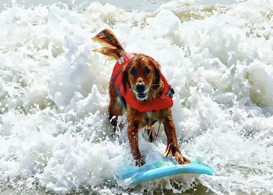 Li’l Friday: Surf Dog Experience, Greek Festival, Future Islands, Burger Week